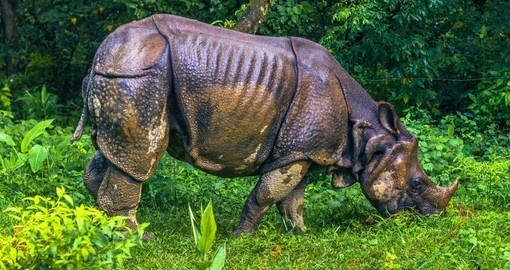 Your Nepal Vacation includes a visit to Chitwan National Park, home of the Indian Rhino