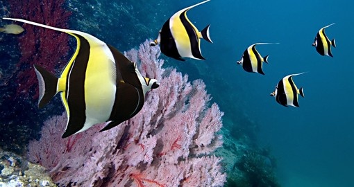 Experience diving on the Great Barrier Reef during your next Australia vacations.