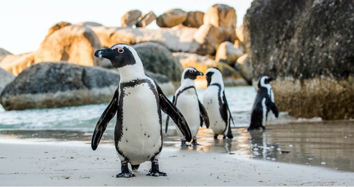 Visit Boulders Beach and see the Penguin colony on your South African tour