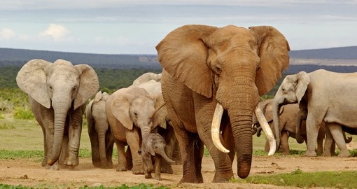 Elephants going for a stroll in Kruger National Park