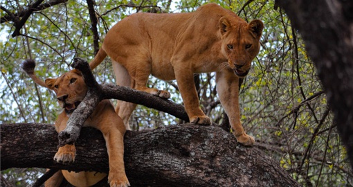 Spot lions and other big cats on your African Safari