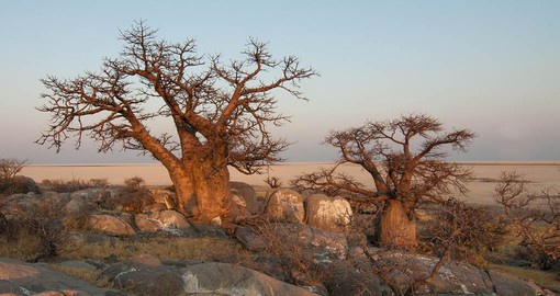 The Makgadikgadi Pans Game Reserve is situated in the middle of the dry savanna of north-eastern Botswana