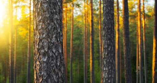 Nordic pine forest in the evening light