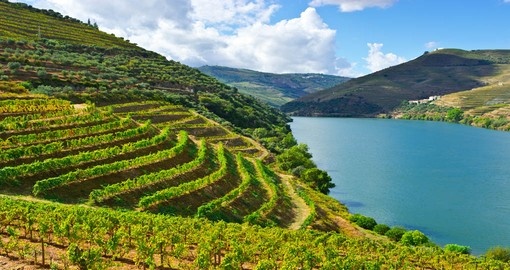 Vineyards in the Douro River Valley