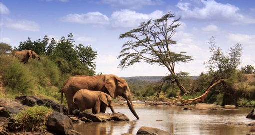African Elephants are a sight to behold