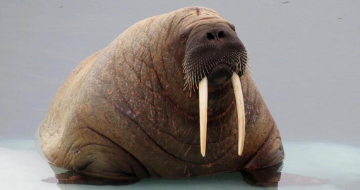 See Walruses and other unique wildlife