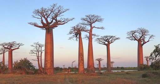 During your Madagascar Tour visit Baobab Alley