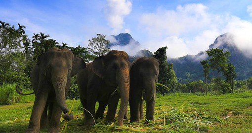 Meet Thailand's elephants at the luxurious Elephant Hills Camp
