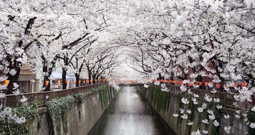 Feel the falling cherry blossom petals as the rain down from the trees on your Japanese Vacation