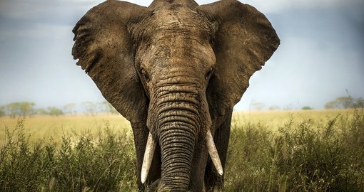 The might African Elephant is a member of the Big 5 and a lasting image from your Kenyan Safari