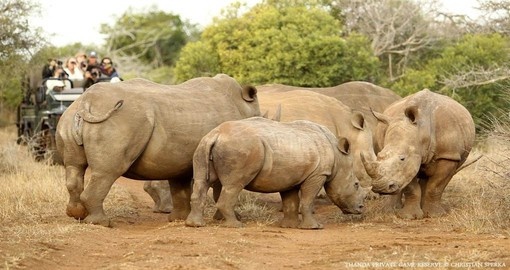 You might be able to meet White Rhinos in Thanda on your next trip to South Africa.