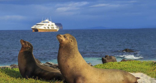 Visit the best of the islands aboard the luxurious Galapagos Elite