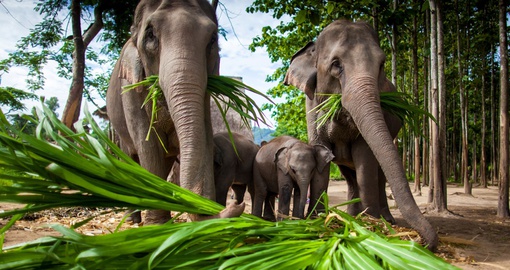 Spend time with elephants on your Thailand vacation