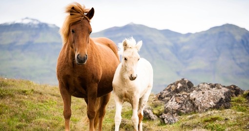Horses Roam the Fields of Iceland