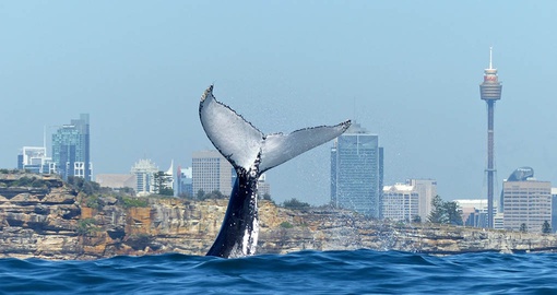 Watch whales in Sydney  on your Australia Vacation