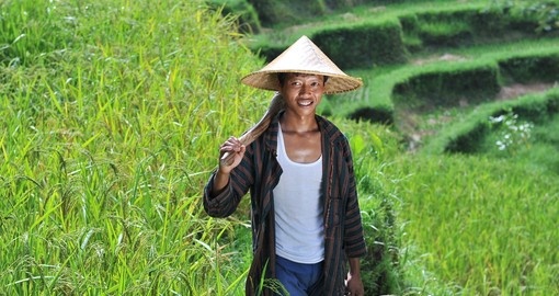 Traditional organic rice farmer