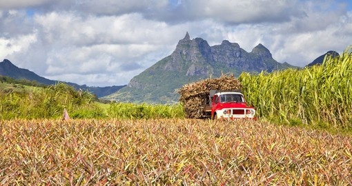 Truck with Sugar cane in Mauritius