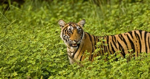 Explore Ranthambore National Park to discover tigers wandering in the wilderness