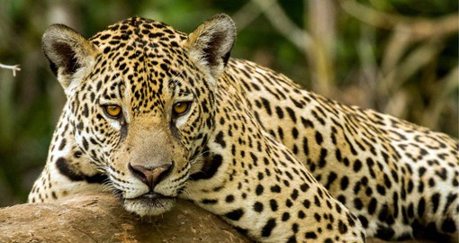 The Jaguar is the largest cat species in the Americas