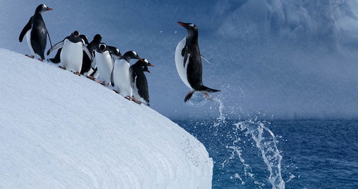 Penguin jumping back onto land after a swim
