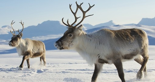 Reindeers living in Tromso region