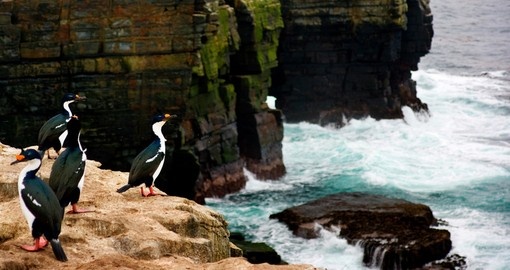 A Cormorant shakes its head and sprays water everywhere on a cliff edge