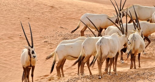Arabian Oryx in the desert