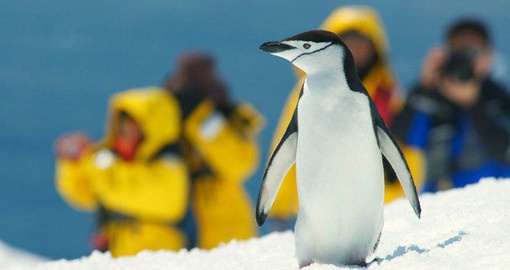 Photo opportunities abound in Antarctica to remember your vacation in Argentina