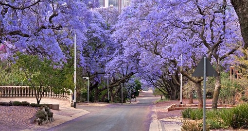 Jacaranda trees lining the street in Pretoria are a great photo opportunity while on your South Africa safari.