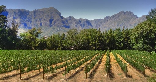 Explore Vineyards at Franschoek during your next South Africa tours.