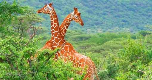 Giraffes in Samburu National Park - A great photo opportunity on your Kenya safari.