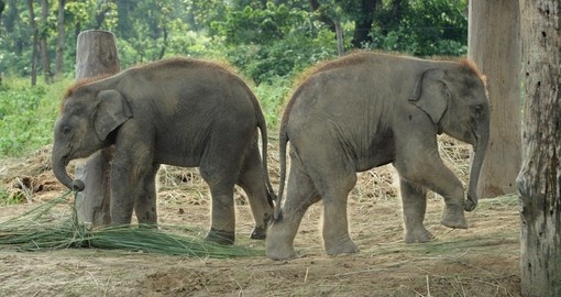 Two baby elephants in the park