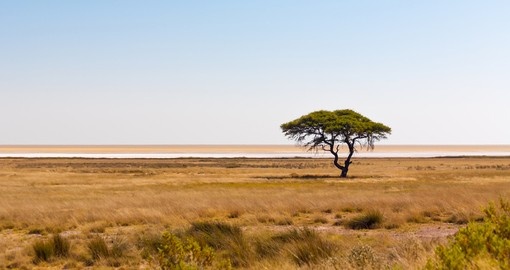 A lone acacia tree standing in the grasslands in Etosha National Park - a popular inclusion on Namibia tours.