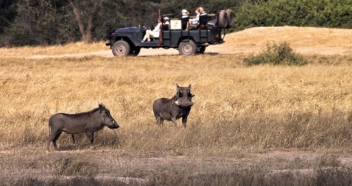 Onboard a safari vehicle and seeing warthogs in the Lower Zambezi National Park is always a highlight on Zambia safaris.