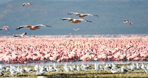 Flamingoes and Pelicans at Lake Nakuru