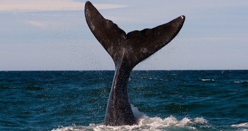 A whale in Peninsula Valdes