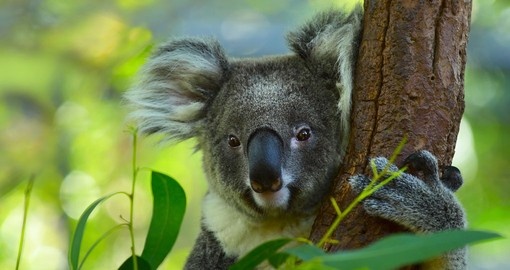 The cuddly koala, not a bear but a marsupial, is always a great photo opportunity while on your Australia vacation.