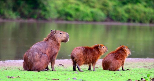 Capybaras, the largest rodent in the world are native to the Amazon basin
