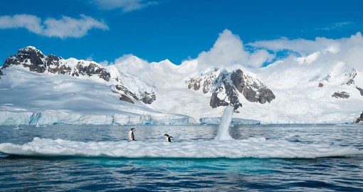 The Antarctica Peninsula is a major breeding ground for seabirds, seals and penguins