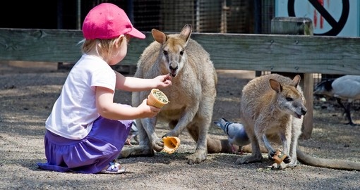 Give the kids a opportunity to spend some time with kangaroos during your Trip to Australia