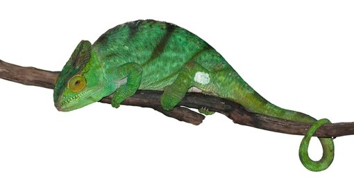 Green panther chameleon