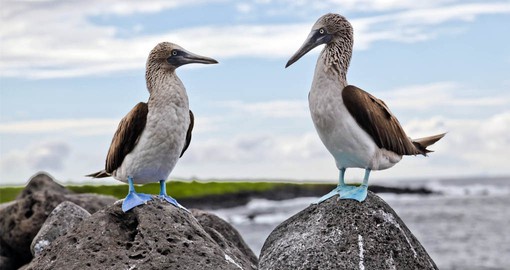 Blue-footed boobies are aptly named, and males take great pride in their fabulous feet