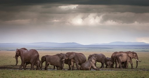 Discover Maasai Mara National Reserve on your next Kenya tours.