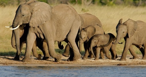 A herd of African elephants while on a Hwange National Park safari.