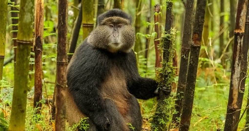 Change upon a Rwandan Golden Monkey during your Rwanda Safari