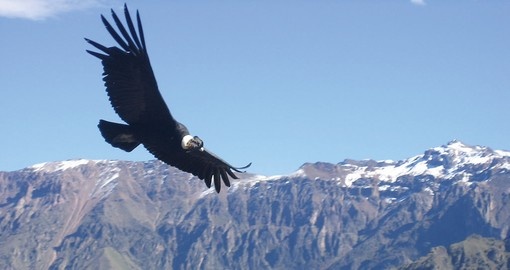 The Majestic Condor in the Colca Canyon