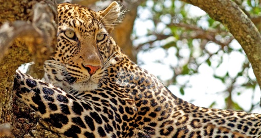 A leopard in Masai Mara National Park