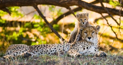 A cheetah and her cub in the Serengeti National Park  - Tanzania