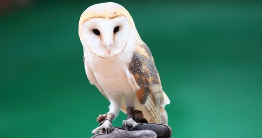 Beautiful white owl in Hong Kong's Ocean Park