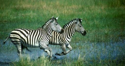 Plains Zebra running in water is always a popular photo opportunity while on your Linyanti Wildlife Reserve Safari
